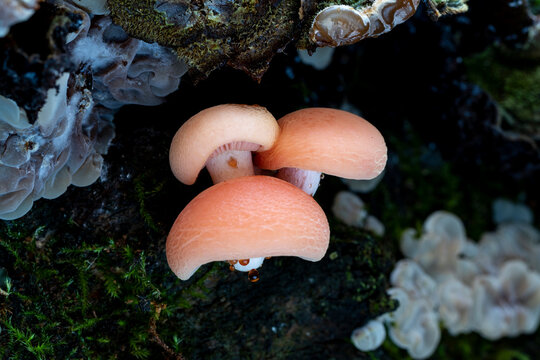 Three fresh Rhodotus palmatus mushrooms growing on a dead tree branch. Leon, Spain