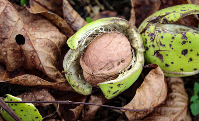 Ripe walnut fruit. A photograph of a walnut inside a cracked green shell. Beneath the walnuts are...