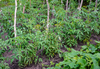 Tomato seedlings are grown outdoors in summer.