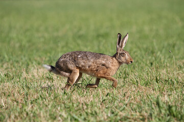 alert rabbit on green grass during spring, easter tradition symbol
