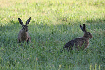 alert rabbit on green grass during spring, easter tradition symbol