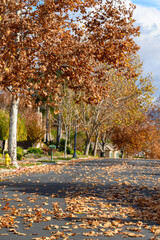 Fototapeta na wymiar Autumn leaves on ground and trees