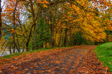 Autumn colors along the Middle Fork of the Willamette River in Oregon