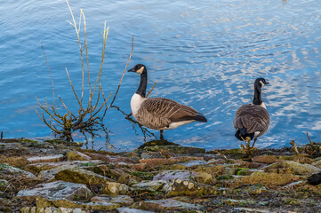 A view of Canadian Geese on the shore of Thornton Reservoir, UK on a bright sunny day