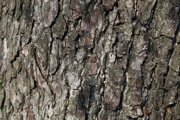 bark of a tree