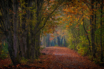 Autumn leaves litter a walking path