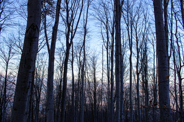 Leafless trees in the forest. Winter in the woods. Clear skies without clouds.