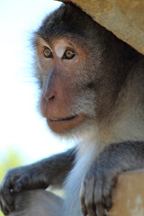 Close up, Indonesian Monkey