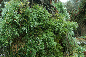 Fototapeta premium close up of pine needles