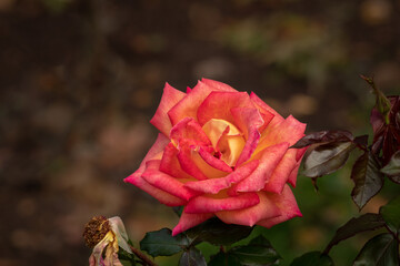 Pink and Peach Rose on Brown Background