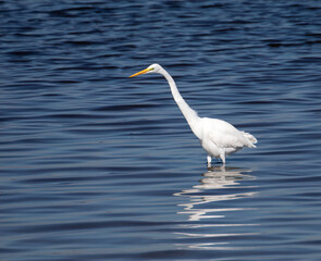 A great egret (Ardea alba) standing in water almost to the top of its legs while looking for food.