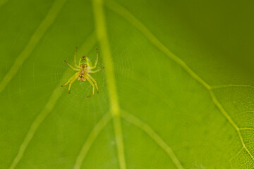 A spider web hanging on small branches with a small spider in the center of the image, the cobweb shines from the sunlight. In the background a large green leaf