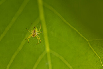 A spider web hanging on small branches with a small spider in the center of the image, the cobweb shines from the sunlight. In the background a large green leaf