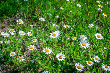 Background of blooming beautiful daisies in a natural environment. Lots of fresh beautiful daisies flowers on a green meadow in the spring