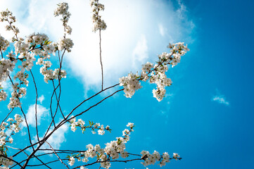 Beautiful cherry blossom in spring time over blue sky.Spring flowers. Beautiful orchard in Springtime.