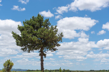 American pine and in the background the blue horizon with clouds.