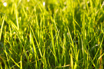 Natural green eco sunny background with grass and light spots. Close-up view on the fresh green grass in the sunny morning.