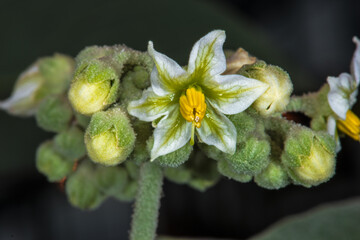 White Flower of a Solanum Plant