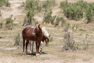 Naklejka na ściany i meble Herd of Wild Horses in Utah 