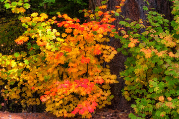 Autumn Red Vine Maple Leaves