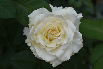 snow-white rose