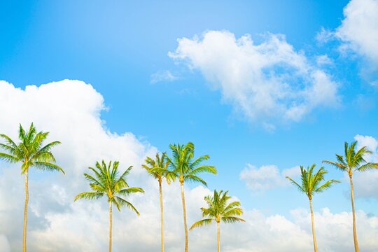 Coconut trees in front of a tropical blue sky. Island summer.