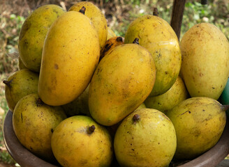 Mango Asian yellow fruits in bowl