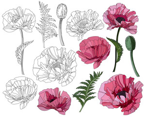 Botanical sketch set of poppy flowers with leaves and buds