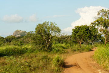 Sri lanka, green landscape of National park Habarana