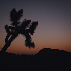 Joshua Tree at Sunset