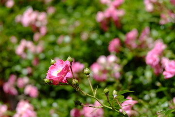 pink and white flowers
