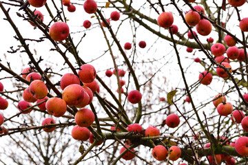 In autumn many red apples hang from a bare apple tree against a white background