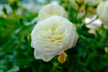 white rose flowers