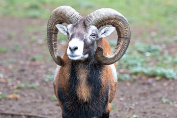 European mouflon (in german Europäischer Mufflon) Ovis gmelini musimon, Ovis orientalis musimon,...