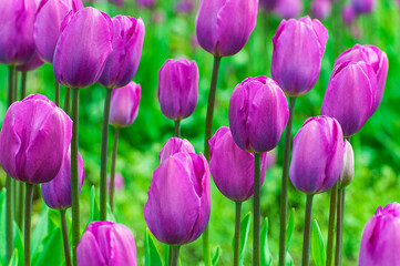 Close up of a group of Purple Tulips