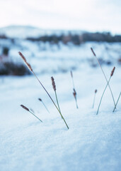 Grass growing in snow