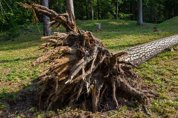 The effects of the storm. A gust of wind has dumped a large pine with roots. Forest care