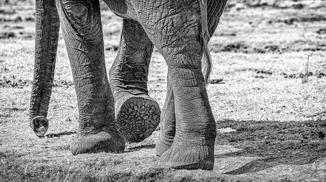 Close up of feet and trunk of elephant ,walking in Chobe National park