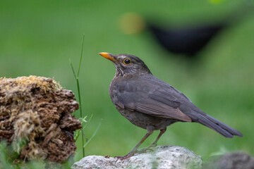 Amsel (Turdus merula) Weibchen