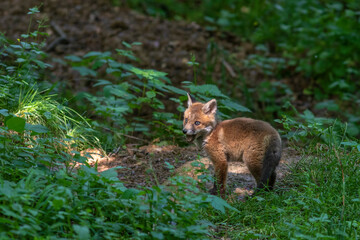 Rotfuchs (Vulpes vulpes), Jungfuchs