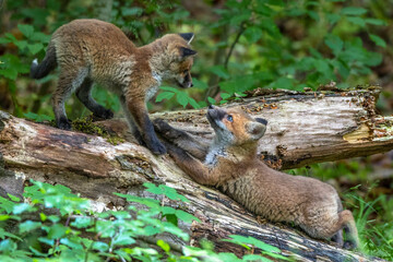 Rotfuchs (Vulpes vulpes), Jungfüchse
