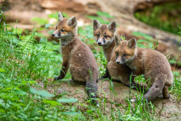 Rotfuchs (Vulpes vulpes), Jungfüchse