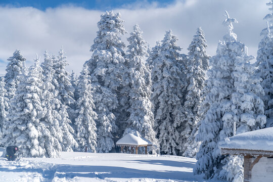 Uludag winter landscape snow forest background