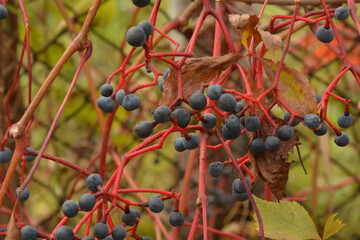 Beautiful virginia creeper with berries (Parthenocissus quinquefolia) foliage in autumn