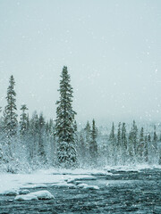 Snow-covered dense spruce forest. Untouched pure nature