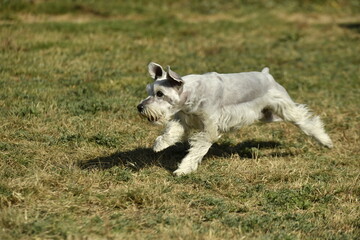 Adorable Silver White Schnauzer running in park