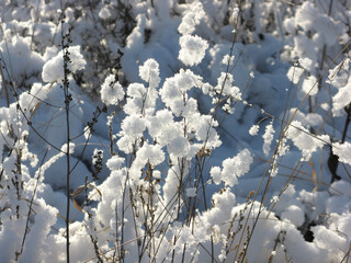 snow flowers, winter landscape