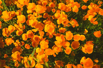 California Poppy Fields - obrazy, fototapety, plakaty