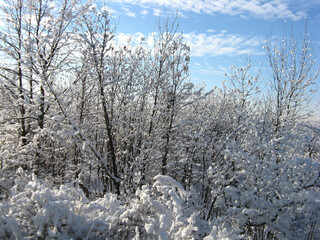 trees in the snow in winter