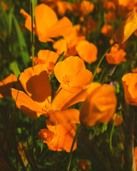 California Poppy Fields